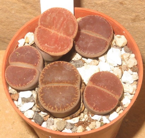 Lithops aucampiae from - aucampiae, ko