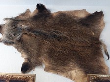 Wildschwein / Schwarte / Fell