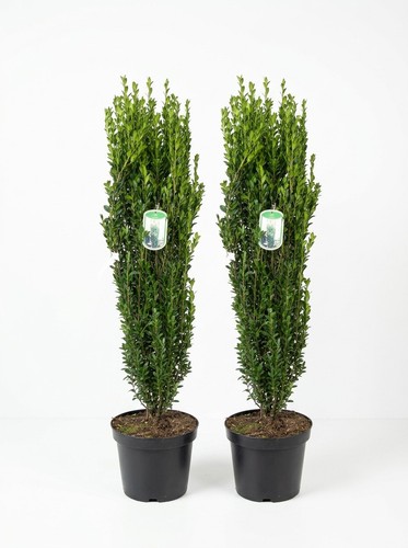 Säulen ilex 110 - 2,