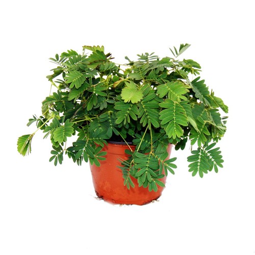 Mimose rühr mich nicht - mimose, "rühr-mich-nicht-an"