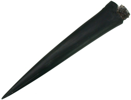 Dogger megateuthis gigantea - dogger,