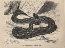 Druck 1878: Efa (Echis arenicola).