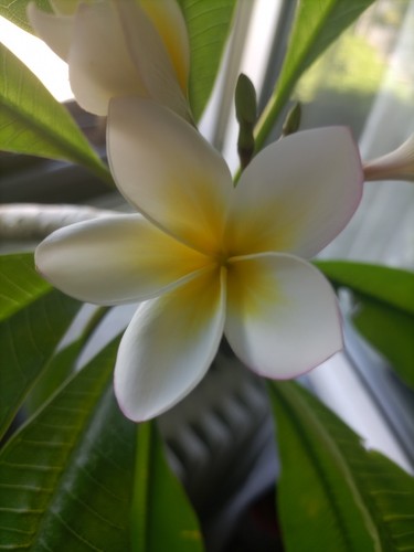 Prachtexemplar frangipani - prachtexemplar,