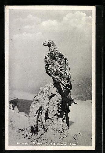 Steinadler gudrun auf - ak,