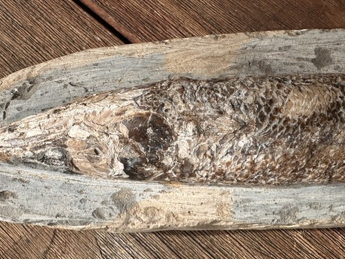 Fischfossil gesteinsplatte - in,