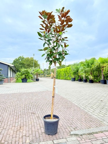 Magnolia grandiflora little - magnolia,