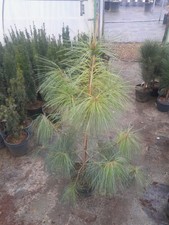 Pinus wallichiana