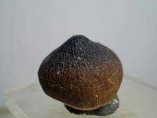 original fossiler Igdamanosaurus Zahn, Dinosaurier Zahn / Dinosaur tooth fossil