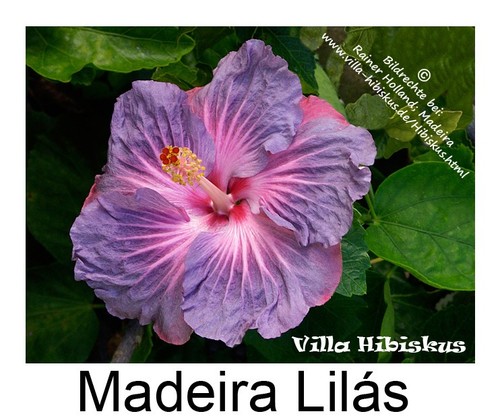 Hibiscus rosa sinensis - ,