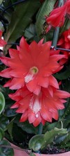 Epiphyllum Ackermanni - Junge