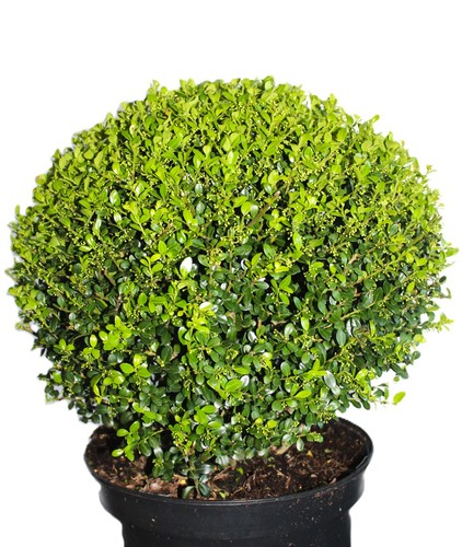 Ilex crenata glorie gem - ilex, kugel