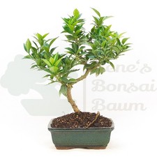 BONSAI Bitterorange 'Citrus