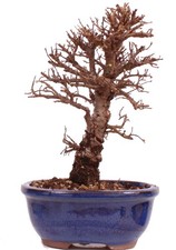 Bonsai - Ulmus parvifolia