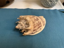 Große Muschel Schnecke 19cm Imperial Volute Meeresschnecke