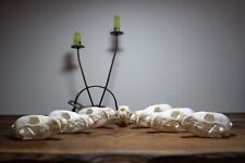 Fuchs Schädel, Rotfuchs Schädel, Präparat, Trophäe, Deko, Tierknochen, Deko