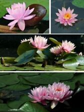 Seerose rosa Ray Davies für den Gartenteich Teich Filterpflanzen Deko