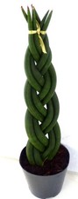 -    Sansevieria Twist Bogenhanf Grünpflanze Zimmerpflanze
