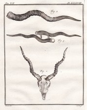 Antilope antelope Geweih