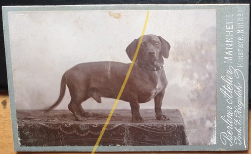 Dackel hund cdv - dackel,