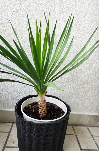 Yucca palme winterhart - yucca, 50