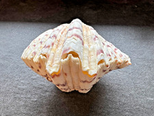 Dekorative Bärenpfoten-Riesenmuschel (Hippopus hippopus) – Paar, ca. 11 cm, natu