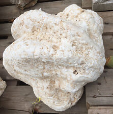 Versteinerte fossile RIESENMUSCHEL XXL TRIDACNA GIGANTEA 53cm 45kg Muschel