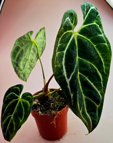 Schöne große anthurium - schöne,