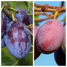 Duo Pflaume: Hauszwetsche u