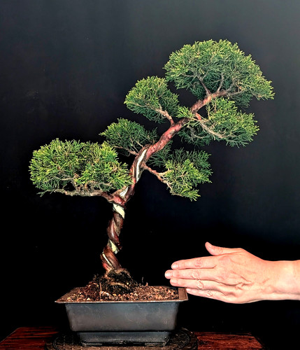Bonsai chinesischer wacholder - bonsai,