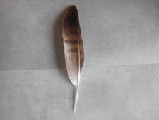 1  gestreifte Vogelfeder  29