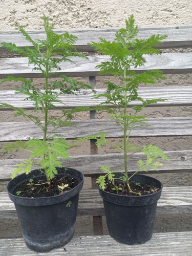 Artemisia annua einjähriger - annua,
