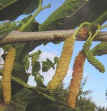 Morus macroura 'Saharampur' - weiße Riesen Maulbeere 150-170cm Maulbeerbaum