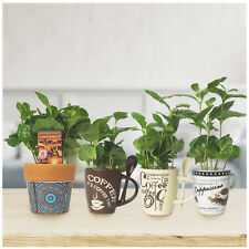 Echte Kaffee Pflanze in Vintage Kaffeetasse mit Löffel - Coffea Arabica Geschenk