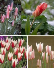 Wildtulpen Set Tulpenzwiebeln winterhart mehrjährig Blumenzwiebeln Mischung Mix.