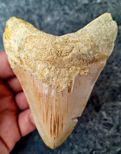 Indo megalodon zahn - indo,