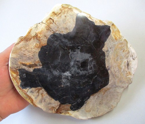 Fossiles versteinertes holz - fossiles,