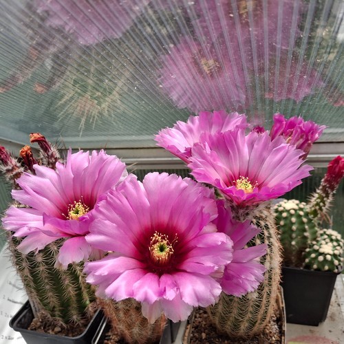 Echinocereus reichenbachii