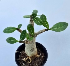 Sehr schöne Kleine Adenium