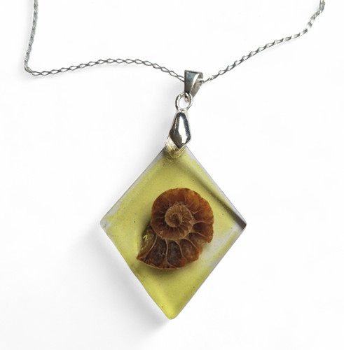 Fossil ammonit scheibe - ammonit,