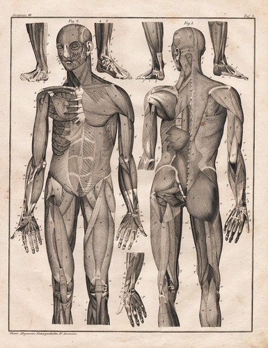 Human body muskel - body,