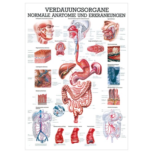 Verdauungsorgane lehrtafel - verdauungsorgane,