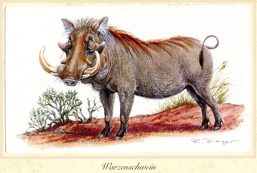 Warzenschwein phacochoerus - warzenschwein, (phacochoerus