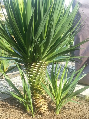 Yucca palme palmlilie - palme,