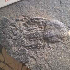 Fossilien, Kupferschiefer
