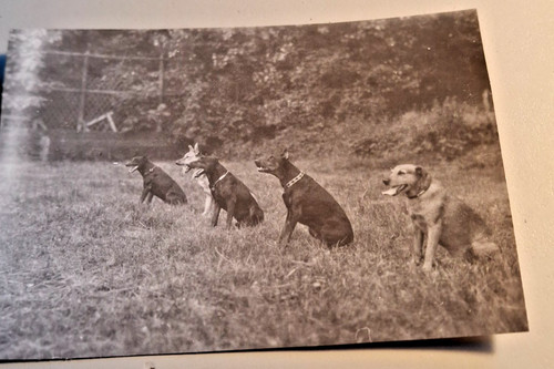 Altes foto vintage - foto, hunde