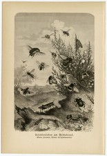 Insekten Heide Heidekraut