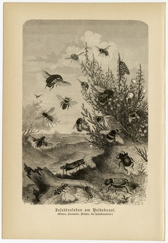 Insekten heide heidekraut - insekten,