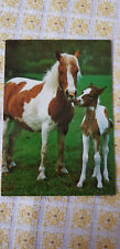 Pferd AK, Pferdepostkarte, Shetlandpony mit Fohlen, Printed in W.-Germany 