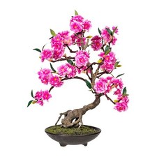 Bonsai cerasum,pink ca 50cm