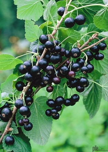 Schwarze johannisbeere titania - schwarze,